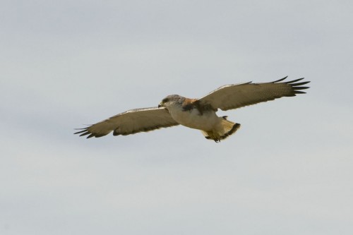 Caracara / Geierfalke   (Klicken zum öffnen)