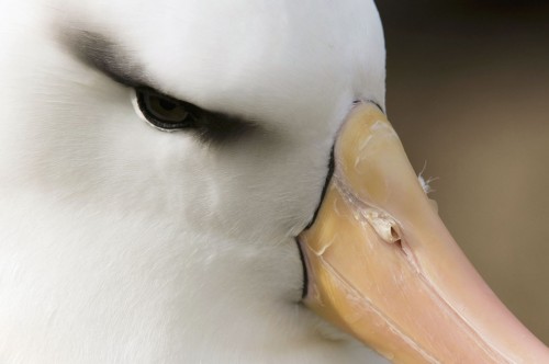 Blackbrowed albatros - Schwarzbrauenalbatros   (Klicken zum öffnen)