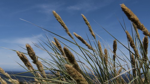 Tussokgras   (Klicken zum öffnen)