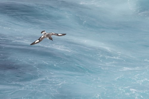 Cape petrel / Kapsturmvogel   (Klicken zum öffnen)