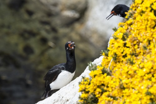 Rock cormorant / Felsenkormoran   (Klicken zum öffnen)