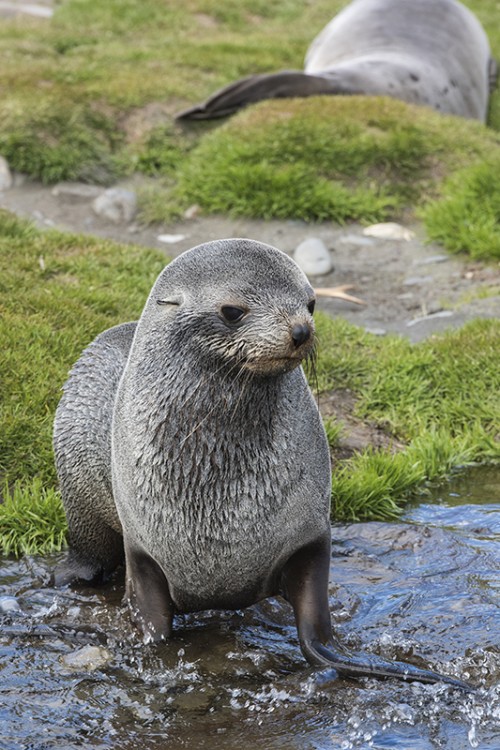 Fur seal / Pelzrobbe   (Klicken zum öffnen)
