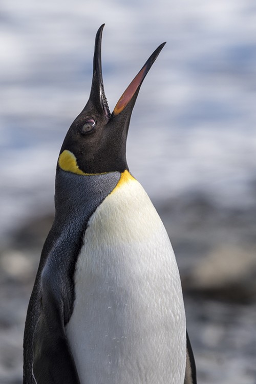 King penguin / Königspinguin   (Klicken zum öffnen)