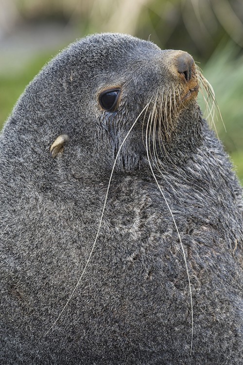 Fur seal / Pelzrobbe   (Klicken zum öffnen)
