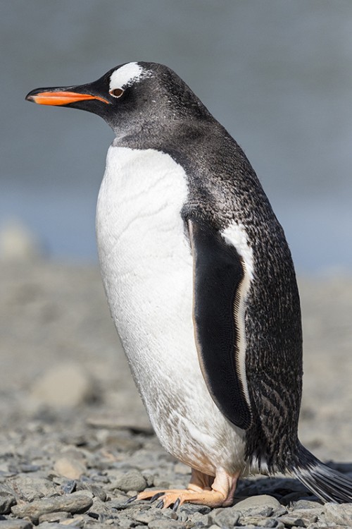 Gentoo penguin / Eselpinguin   (Klicken zum öffnen)