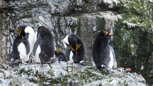 Maccaroni penguins / Maccaronipinguine   (Klicken zum öffnen)