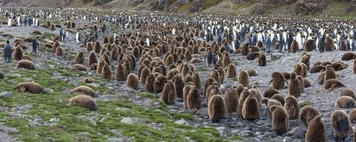 Kindergarten für Königspinguine, Fortuna Bay   (Klicken zum öffnen)