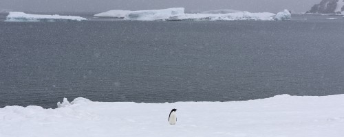 Lone Penguin   (Klicken zum öffnen)