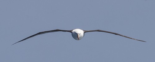 Im Anflug   (Klicken zum öffnen)