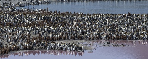 Königspinguine, St. Andrews Bay   (Klicken zum öffnen)