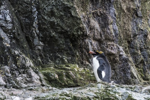 Maccaroni penguin / Maccaronipinguin   (Klicken zum öffnen)