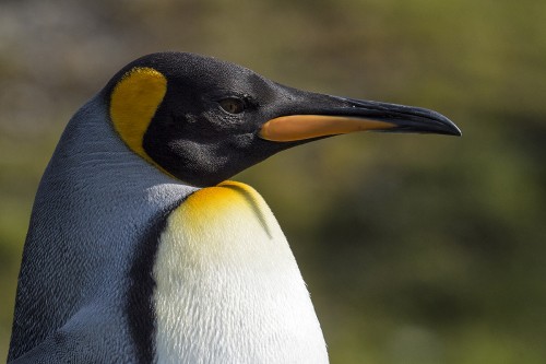 King penguin / Königspinguin   (Klicken zum öffnen)