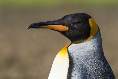 King penguin / Königspinguin   (Klicken zum öffnen)