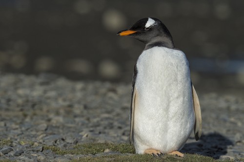 Gentoo penguin / Eselpinguin   (Klicken zum öffnen)