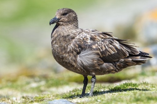 Skua / Raubmöwe   (Klicken zum öffnen)