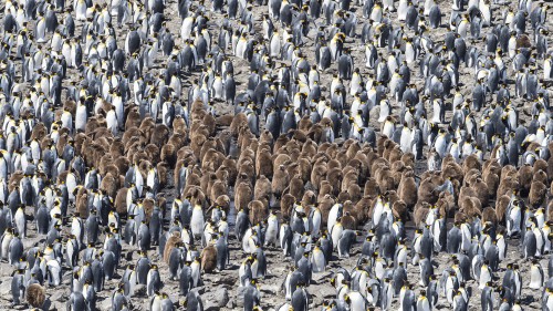Pinguin Kinderstube, Fortuna Bay   (Klicken zum öffnen)
