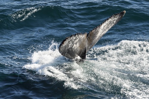 Humpback Whale / Buckelwal auf Tauchgang   (Klicken zum öffnen)