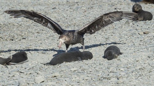 Skua / Raubmöwe   (Klicken zum öffnen)