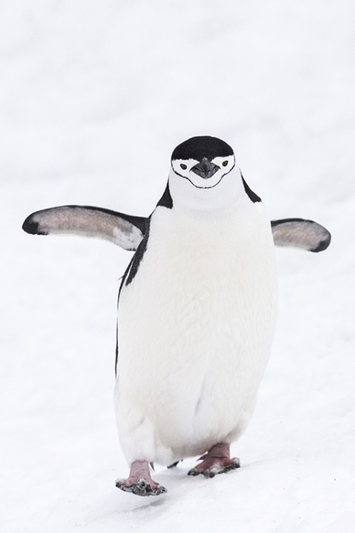 Hello, friendly penguin   (Klicken zum öffnen)