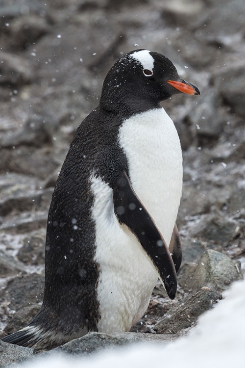 Gentoo penguin / Eselpinguin im Schneetreiben   (Klicken zum öffnen)
