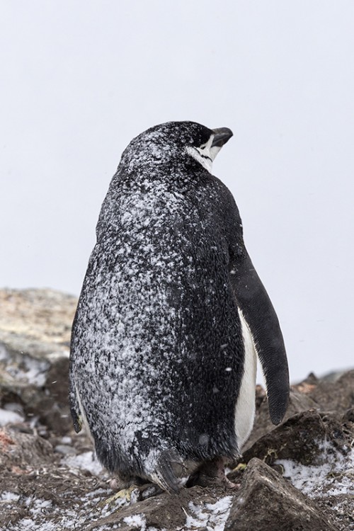 Chinstrap penguin / Zügelpinguin im Schneetreiben   (Klicken zum öffnen)