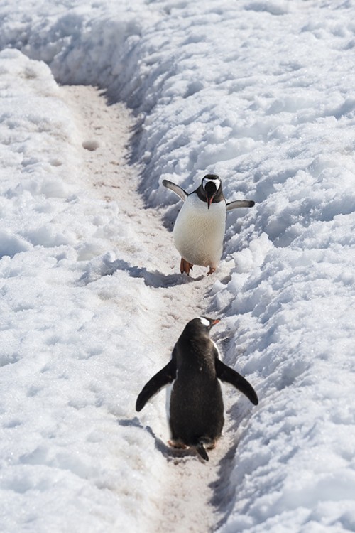 Penguin highway   (Klicken zum öffnen)