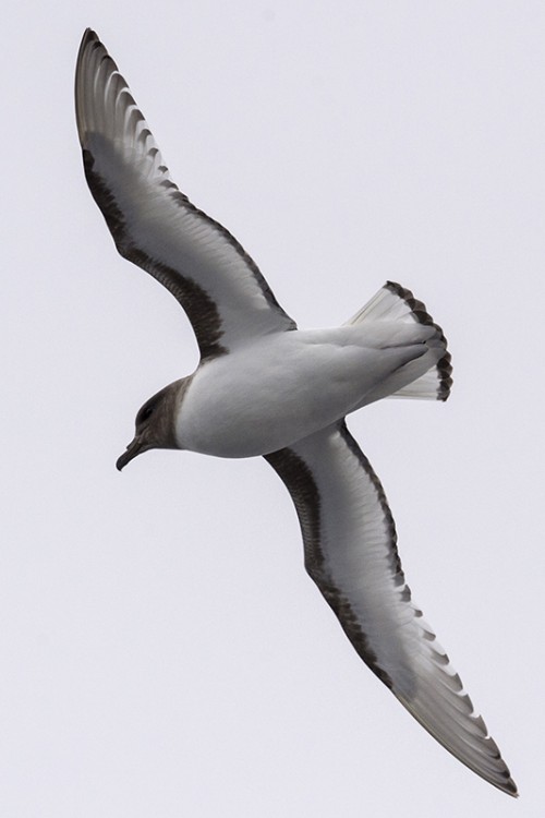 Soothy albatros / Russalbatros   (Klicken zum öffnen)