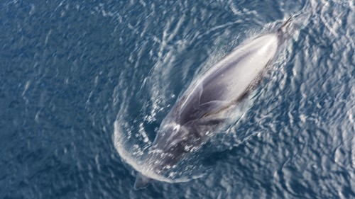 Sei whale / Seiwal    (Klicken zum öffnen)