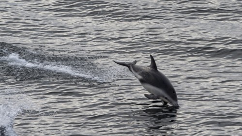 Delfin vor Kap Hoorn   (Klicken zum öffnen)