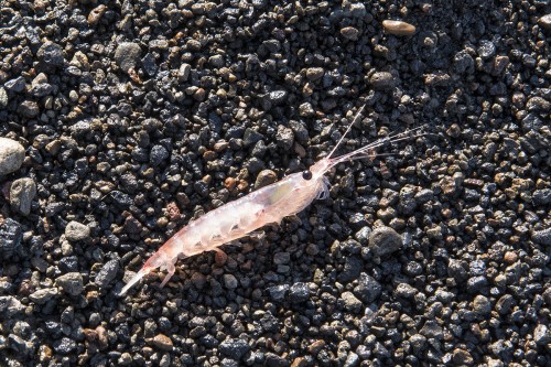 Krill, die Grundlage des Lebens in der Antarktis   (Klicken zum öffnen)