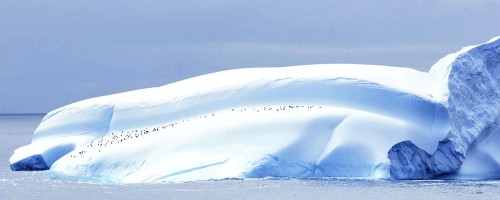 Pingunie haben sich einen Eisberg zm Ausruhen ausgesucht   (Klicken zum öffnen)
