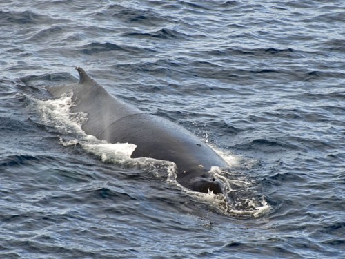 Humpback Whale / Buckelwal   (Klicken zum öffnen)
