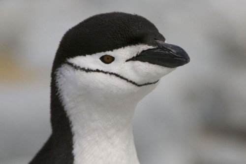Chinstrap penguin / Zügelpinguin   (Klicken zum öffnen)