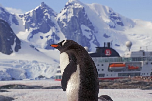 Gentoo penguin / Eselpinguin vor der Fram   (Klicken zum öffnen)