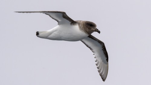 Soothy albatros / Russalbatros   (Klicken zum öffnen)