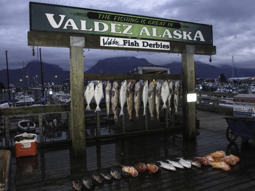 Catch of the day   (Klicken zum öffnen)