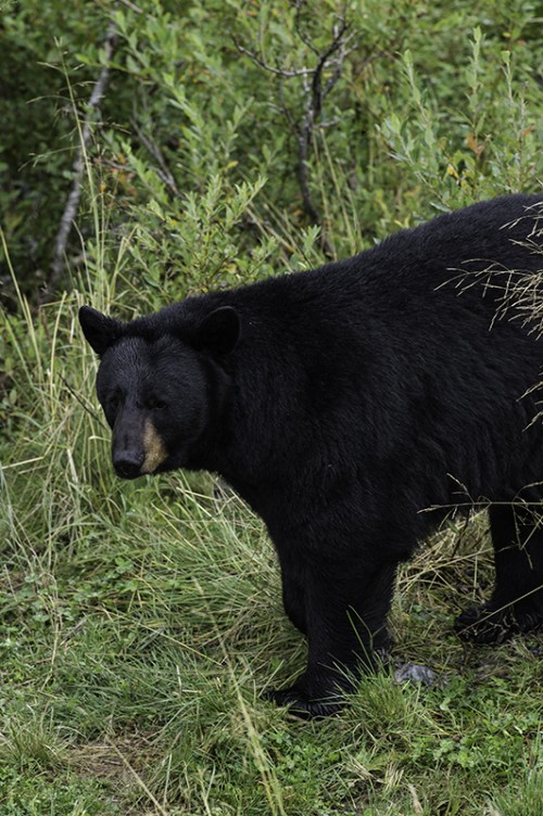 Neugierig oder misstrauisch, black bear / Schwarzbär   (Klicken zum öffnen)
