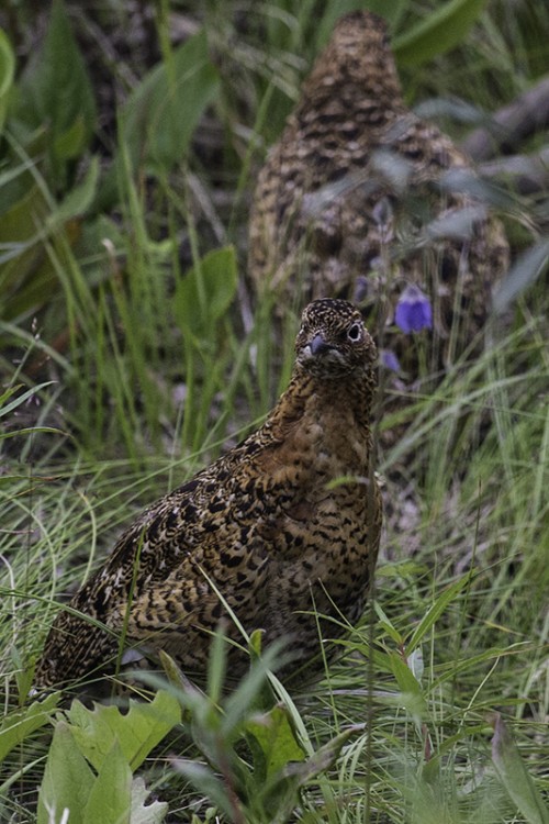 Ptarmigan / Birkhun, Denali NP   (Klicken zum öffnen)