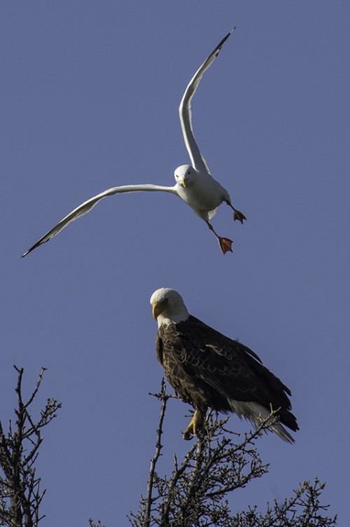 Möwe attackiert Adler, Tagish lake   (Klicken zum öffnen)