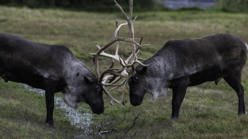 Caribou / Karibu   (Klicken zum öffnen)