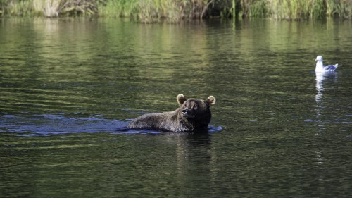 Grizzly bear / Grizzlibär, Brooks River   (Klicken zum öffnen)