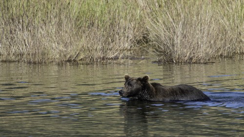 Looking for fish...   (Klicken zum öffnen)