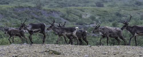 Caribou / Karibu, Denali NP   (Klicken zum öffnen)