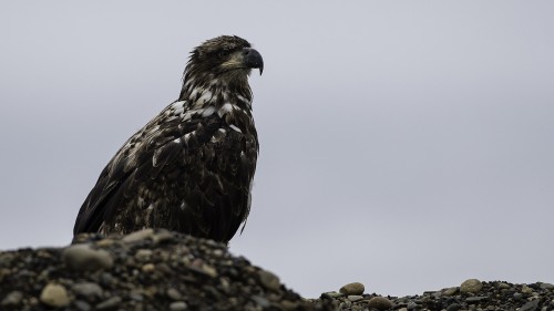 Bald Eagle / Weisskopfseeadler (Jungvogel), Mackenzie River   (Klicken zum öffnen)