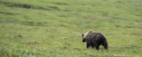 Grizzly bear / Grizzlibär, Dempster Highway   (Klicken zum öffnen)