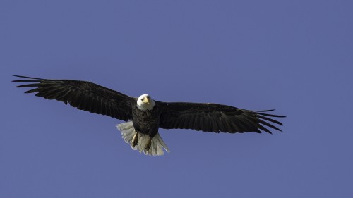 Bald Eagle / Weisskopfseeadler, Tagish Lake   (Klicken zum öffnen)