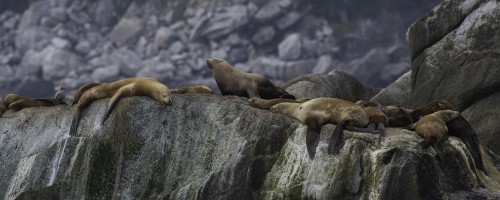 Seelöwen bei Seward   (Klicken zum öffnen)