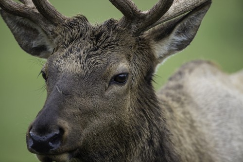Wapiti oder American Elk   (Klicken zum öffnen)