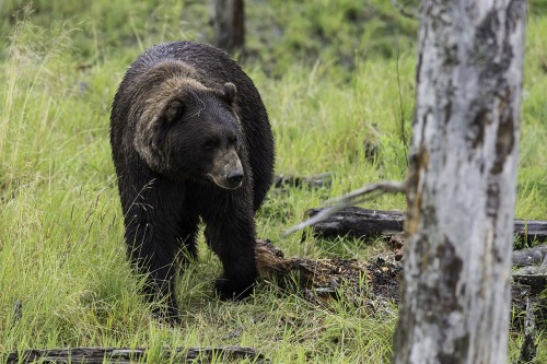 Grizzly bear / Grizzlibär   (Klicken zum öffnen)