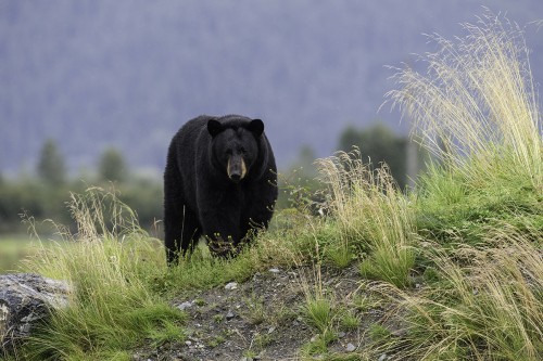 Black bear  Schwarzbär   (Klicken zum öffnen)